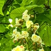 Fruehling5A