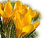 Krokus02