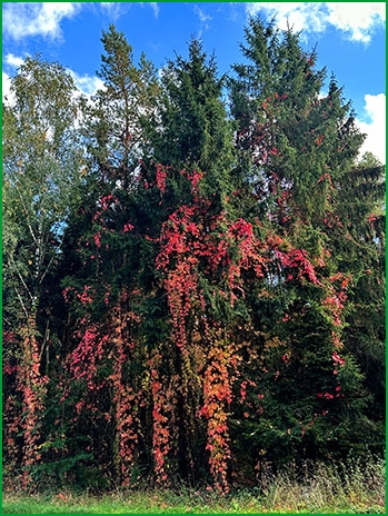 Herbst02